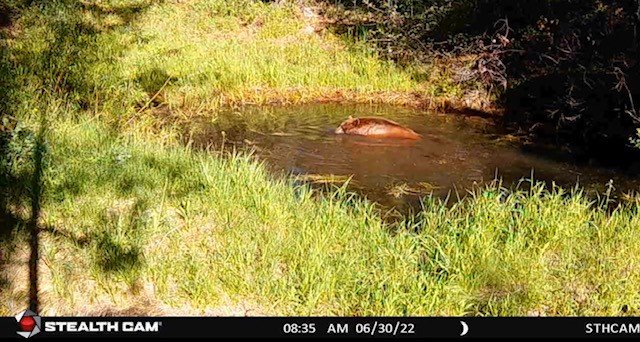 big bear pond.jpg