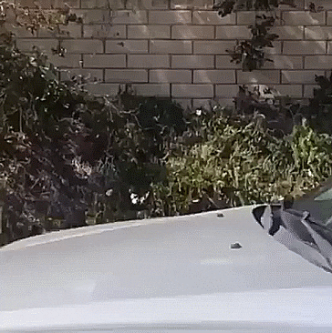 1659754933144.gif 1659754933144.gif