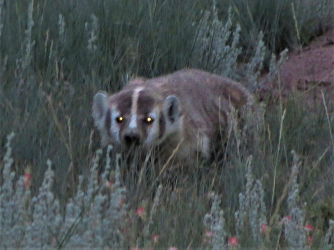 badger pony park.JPG