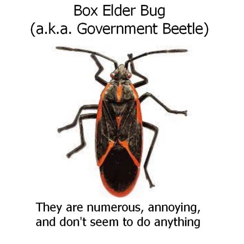 box elder bug.jpg