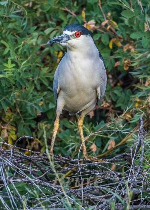 Night Heron August 2022 a-9941-2.JPG