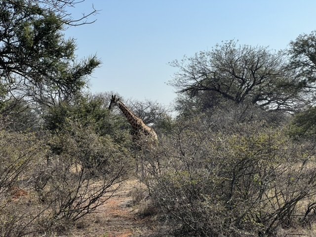 4199F8E5-6A09-4CA9-BE14-576088F3C3B5.jpeg 4199F8E5-6A09-4CA9-BE14-576088F3C3B5.jpeg