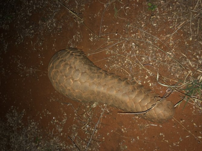 1266E37C-C3D5-4890-9421-3C80BB8818EA.jpeg 1266E37C-C3D5-4890-9421-3C80BB8818EA.jpeg