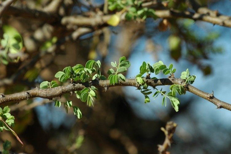 Acacia-mellifera-thorns.jpeg.jpg Acacia-mellifera-thorns.jpeg.jpg