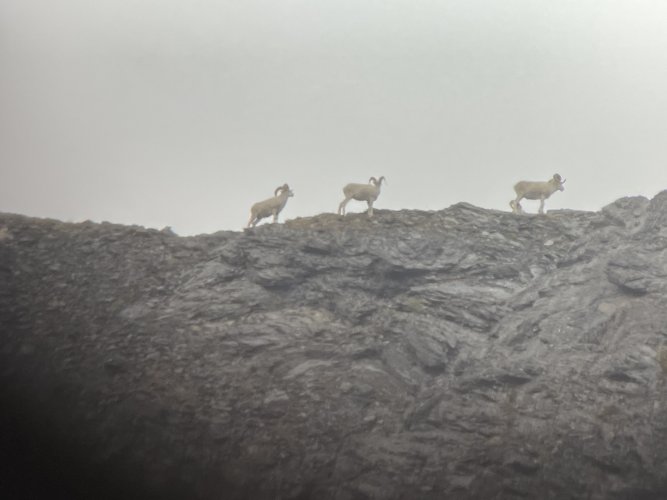 Rams 2a.JPG Rams 2a.JPG