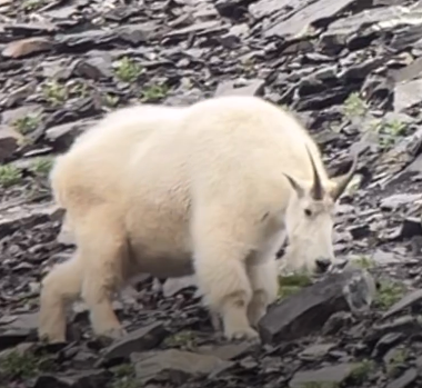 Big Goat.png Big Goat.png