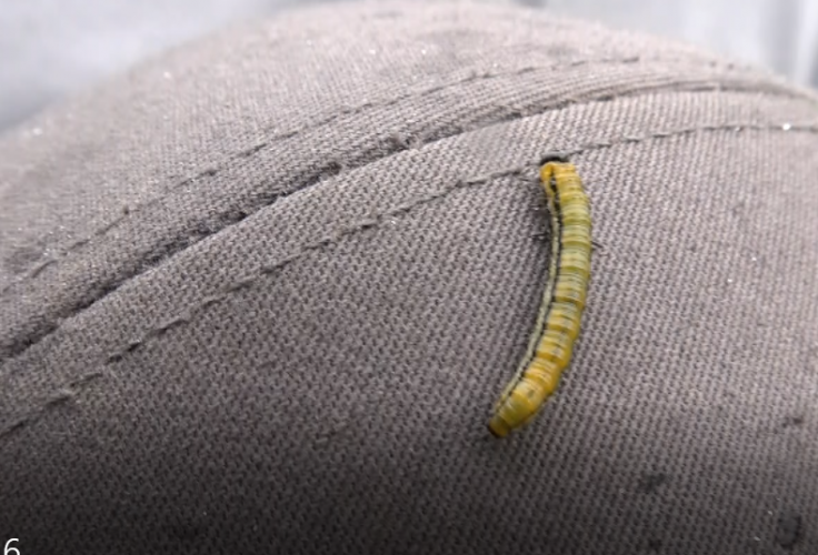 alder worm.png alder worm.png