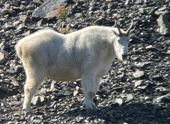 Mountain Goat Hog a.JPG Mountain Goat Hog a.JPG