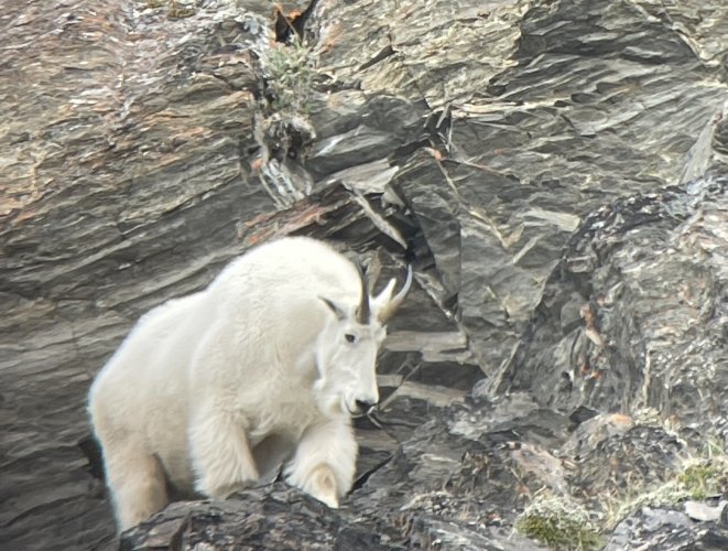 Mountain Goat Hog b.JPG Mountain Goat Hog b.JPG