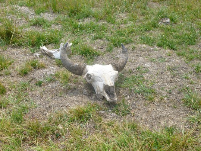 Bison skull.JPG