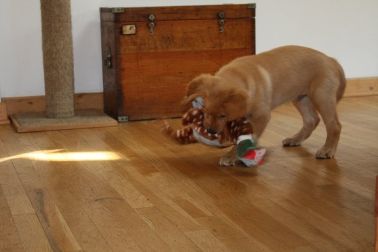 Gus and toy Pbird small.JPG