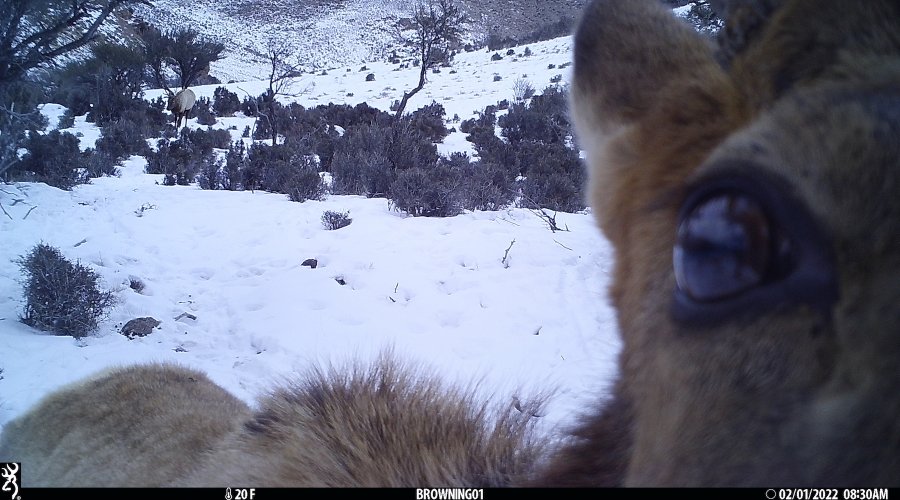 elk closeup.jpg