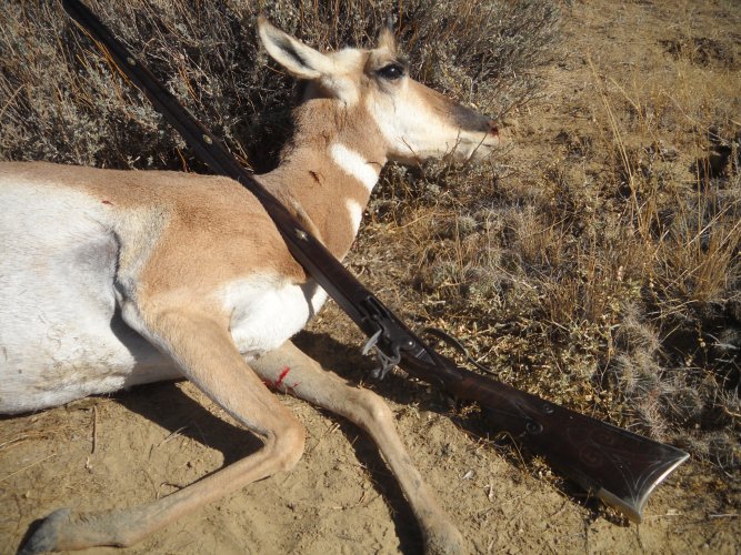 2011 Antelope Doe & Flinter.JPG 2011 Antelope Doe & Flinter.JPG