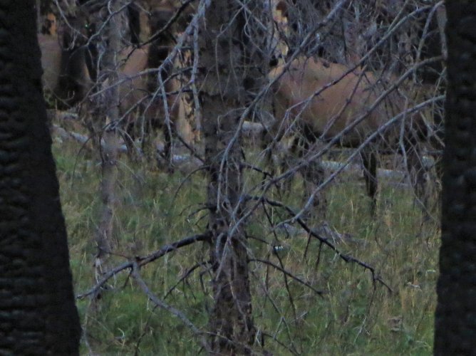 3 bulls.JPG 3 bulls.JPG
