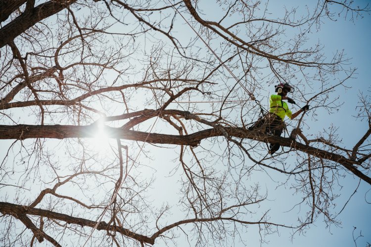 Maloney Tree Care-25.jpg