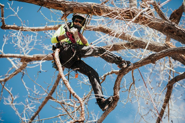 Maloney Tree Care-26.jpg