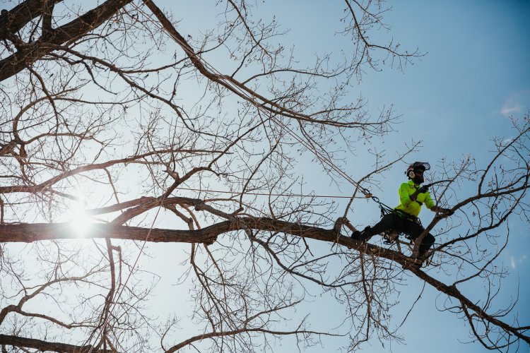 Maloney Tree Care-29.jpg