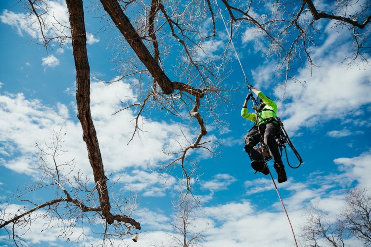 Maloney Tree Care-19.jpg