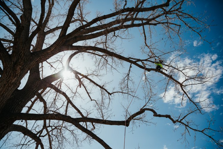 Maloney Tree Care-23.jpg