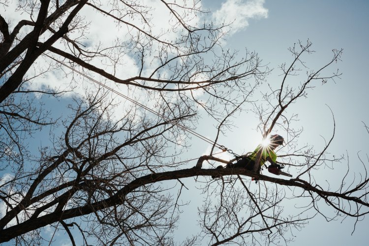 Maloney Tree Care-33.jpg