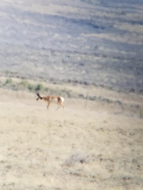 Antelope 1.jpeg Antelope 1.jpeg