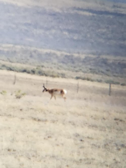 Antelope 1 (2).jpeg Antelope 1 (2).jpeg
