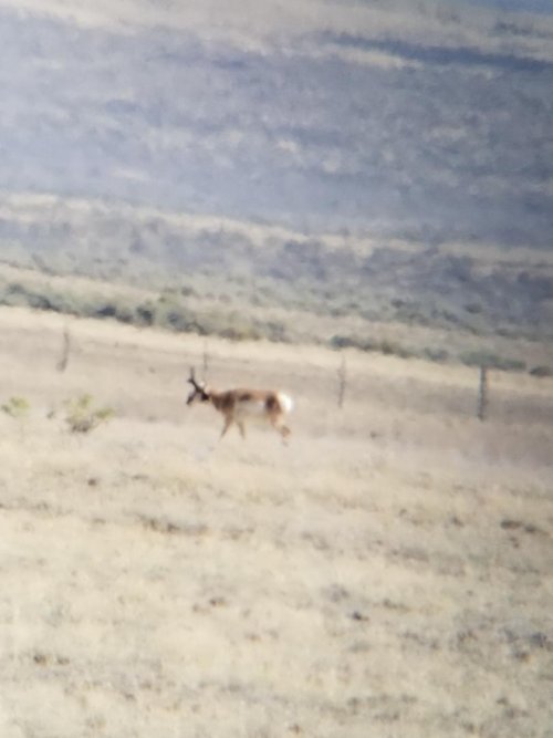 Antelope 1 (2).jpeg