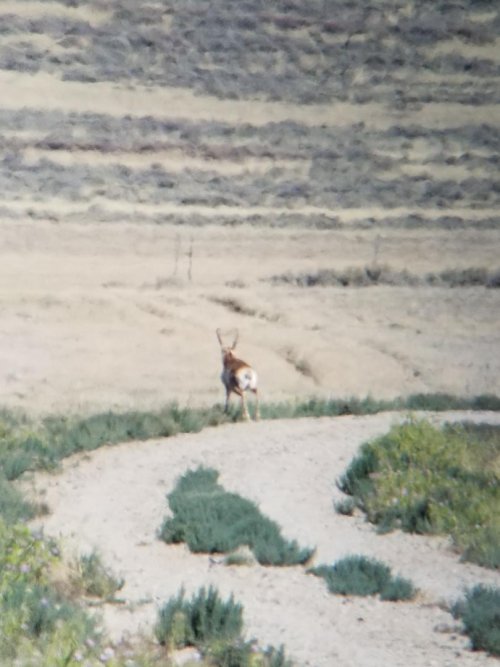 Antelope 1 (3).jpeg Antelope 1 (3).jpeg