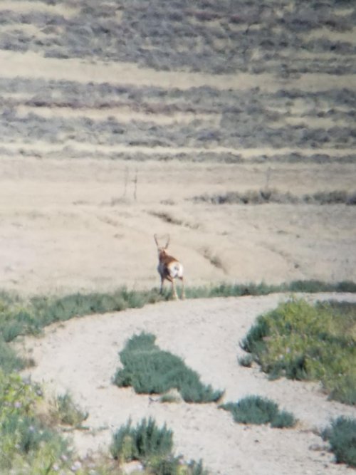 Antelope 1 (3).jpeg