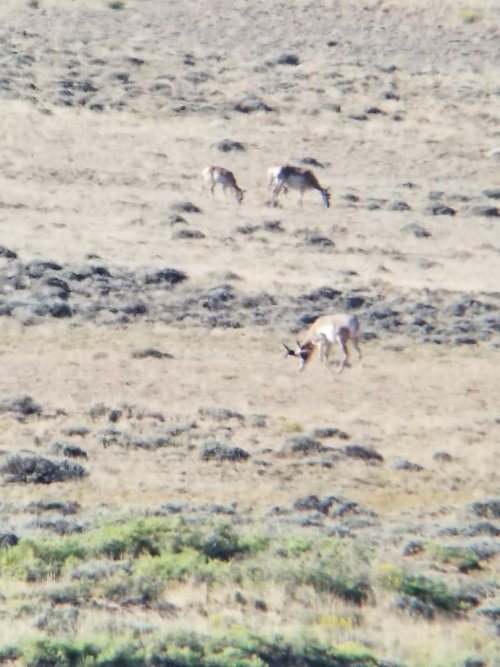 Antelope 3 (2).jpeg