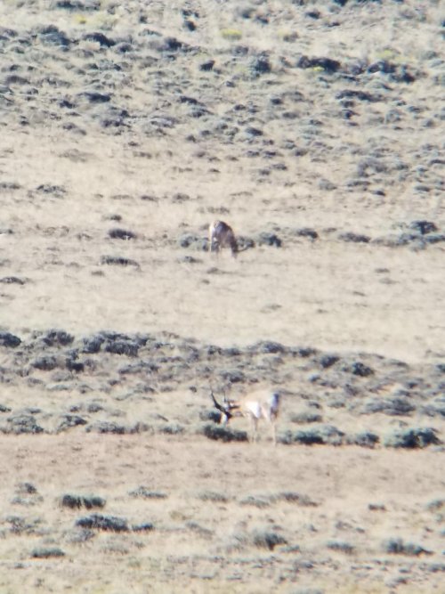 Antelope 3 (3).jpeg