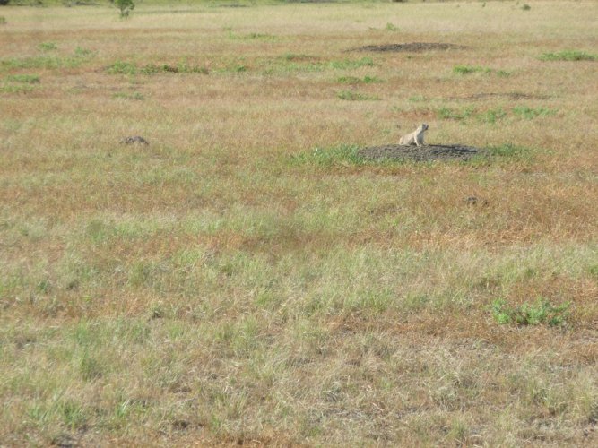 APR prairie dog.JPG