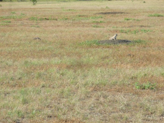APR prairie dog.JPG APR prairie dog.JPG