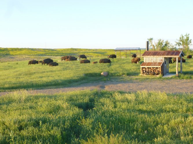 Bison at APR campground.JPG Bison at APR campground.JPG
