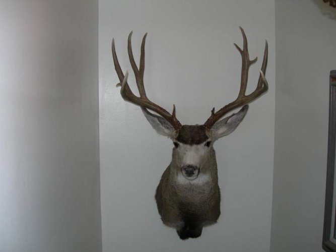 deer_mount_1.jpg