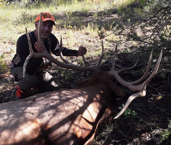 22 AZ Elk pic.jpg 22 AZ Elk pic.jpg