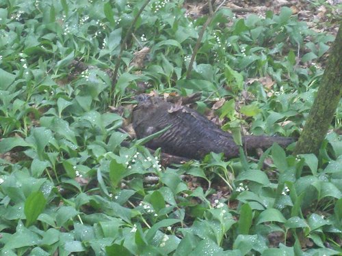 hen.jpg