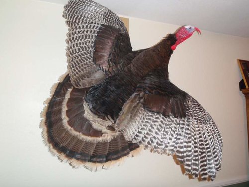 Hunt Toms turkey 2.jpg