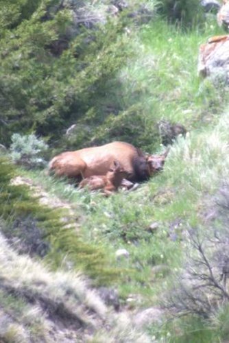 elk with calf.jpg