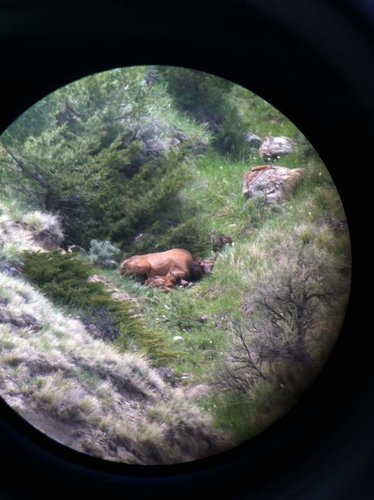 elk with calf1.jpg