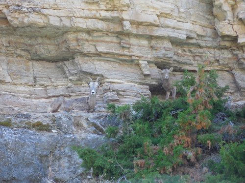 bighorn canyon 2013 (3).JPG