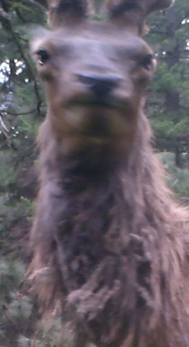 funny elk.jpg funny elk.jpg