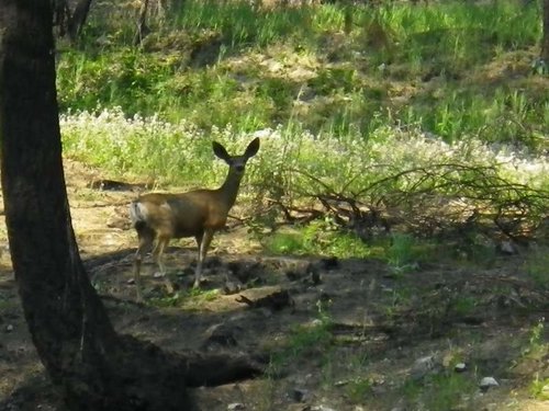 Kenzie and NF Boise 2013 105.jpg