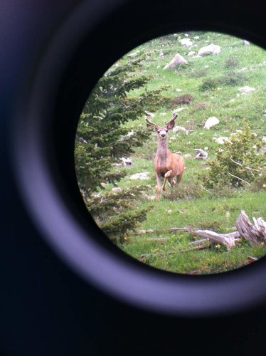 velvet buck - Copy.jpg