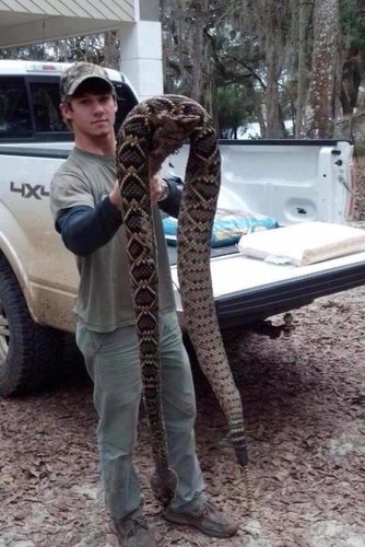 Carolina Timber Rattler.jpg