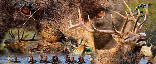 coverphoto851350.jpg