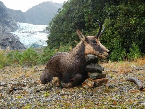 tahr hunt 106.jpg