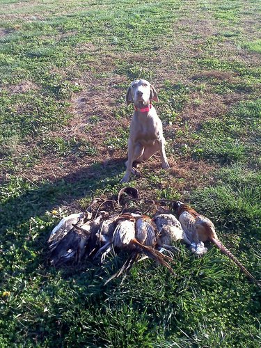 versatile dog 7 ducks-4 pheasants.jpg
