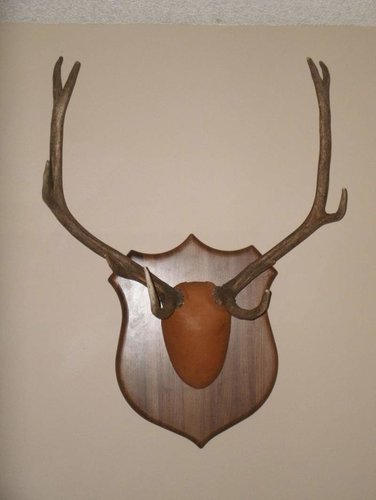 Antler mount.jpg