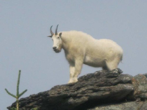 goat scouting #3 023.jpg